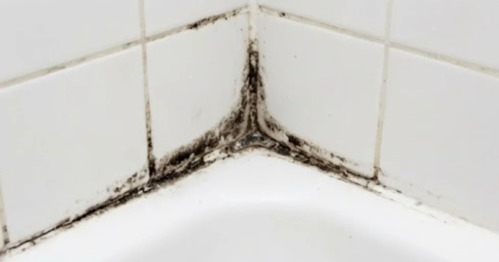 Black Mold Health Effects: Why Immediate Action Is Critical